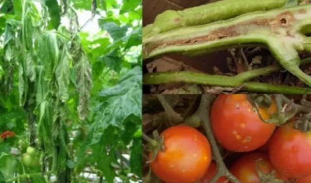 Tomate: una grave enfermedad con síntomas invisibles