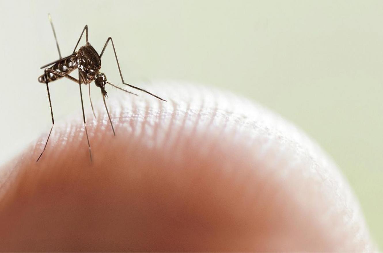 Dengue: murió una joven de 21 años en Santa Fe y ya son 37 las víctimas en la Argentina