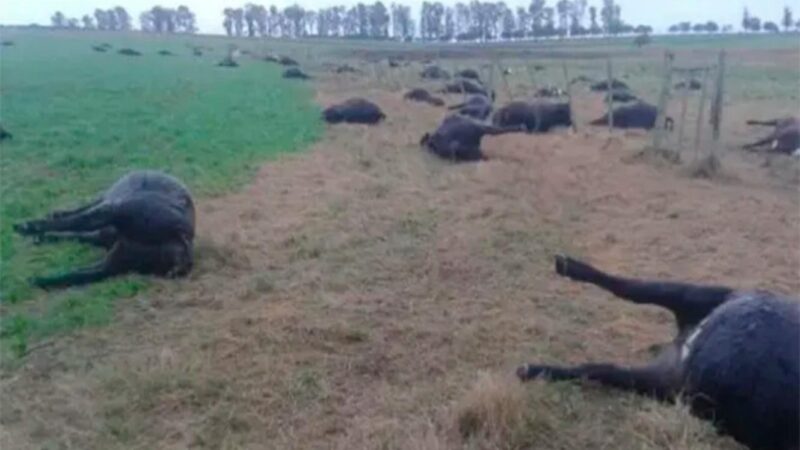 Murieron 200 vacunos por intoxicación con nitratos en un campo entrerriano