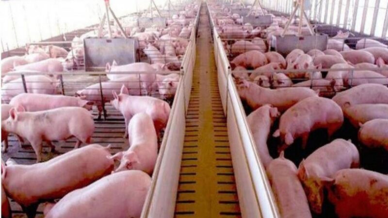 Productores porcinos de Entre Ríos advirtieron por la “preocupante situación” del sector
