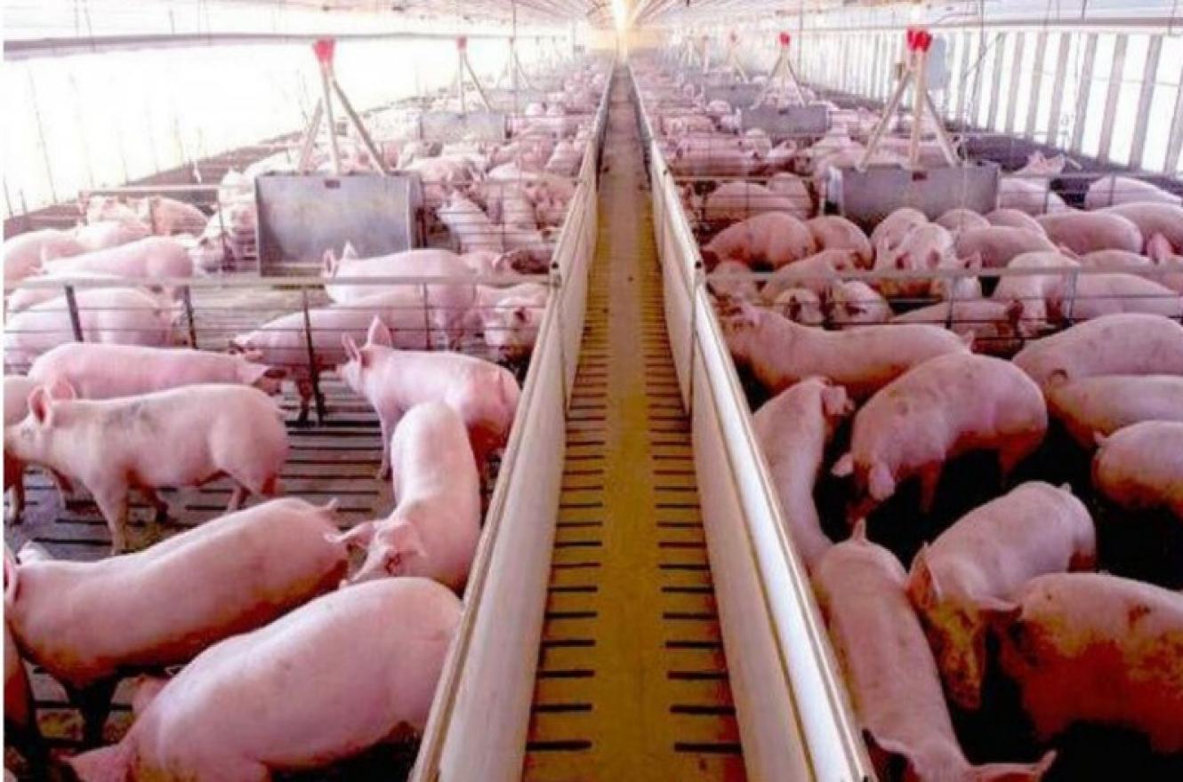 Productores porcinos de Entre Ríos advirtieron por la “preocupante situación” del sector