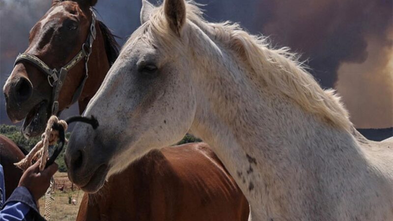 Por otro brote de encefalomielitis equina, se declaró la emergencia sanitaria en el país