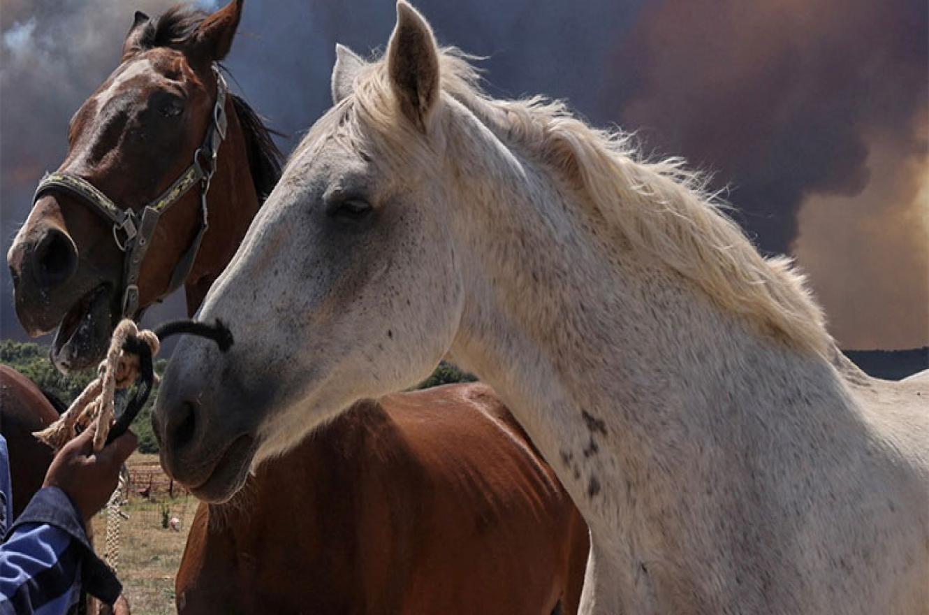 Por otro brote de encefalomielitis equina, se declaró la emergencia sanitaria en el país