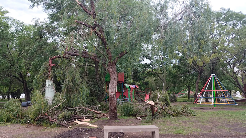 Temporal en Cerrito causó caída de árboles y postes: “La plaza está devastada”