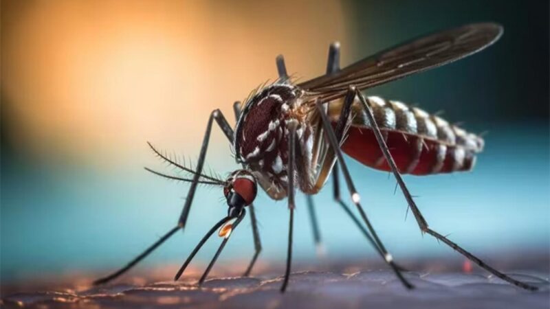Brote histórico de dengue en el país: ya son 238 los fallecidos y hay más de 333 mil casos