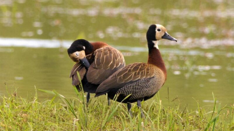 Entre Ríos autorizó la caza deportiva menor y la matanza de nueve especies autóctonas