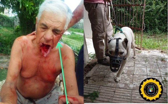 Se recupera favorablemente el hombre atacado por un dogo en Barrio Milagrosa