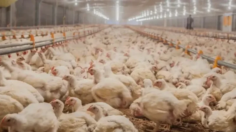 Alerta sanitaria: Senasa confirmó un nuevo brote de gripe aviar y suspendió las exportaciones