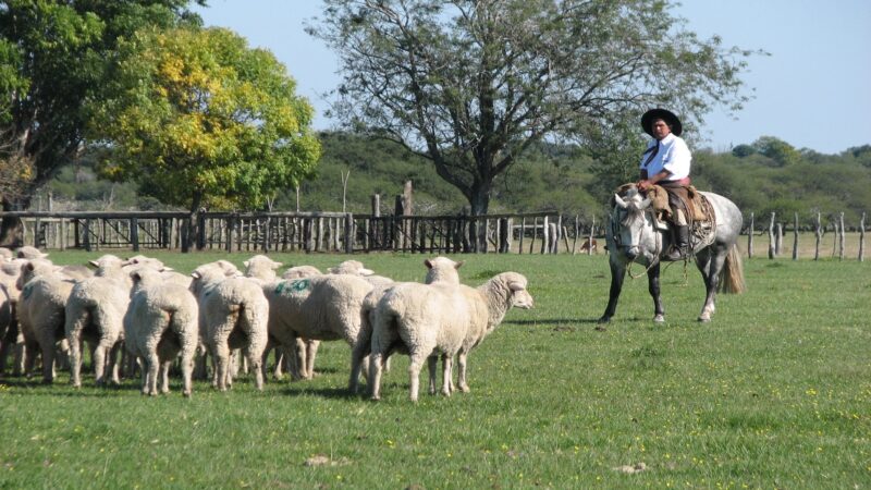 Efectivizan los primeros créditos para productores de cabras y ovejas de La Paz