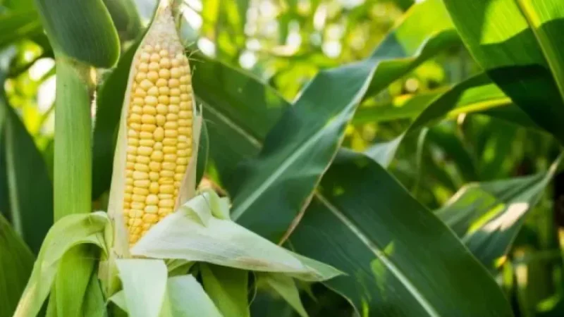 Productores de maíz exigieron previsibilidad y una reducción más rápida de los derechos de exportación