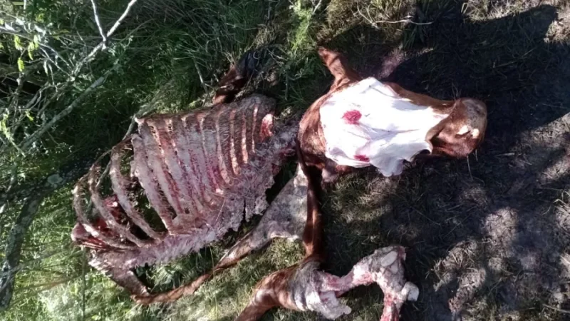 El norte entrerriano, la zona más caliente del abigeato